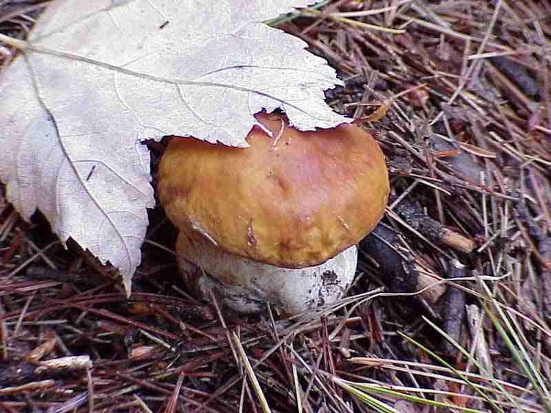  Image name: 15 Porcino.jpg 
 width: 800 pixel 
 height: 600 pixel 
 Size: 45154 bytes 
 Click to enlarge 